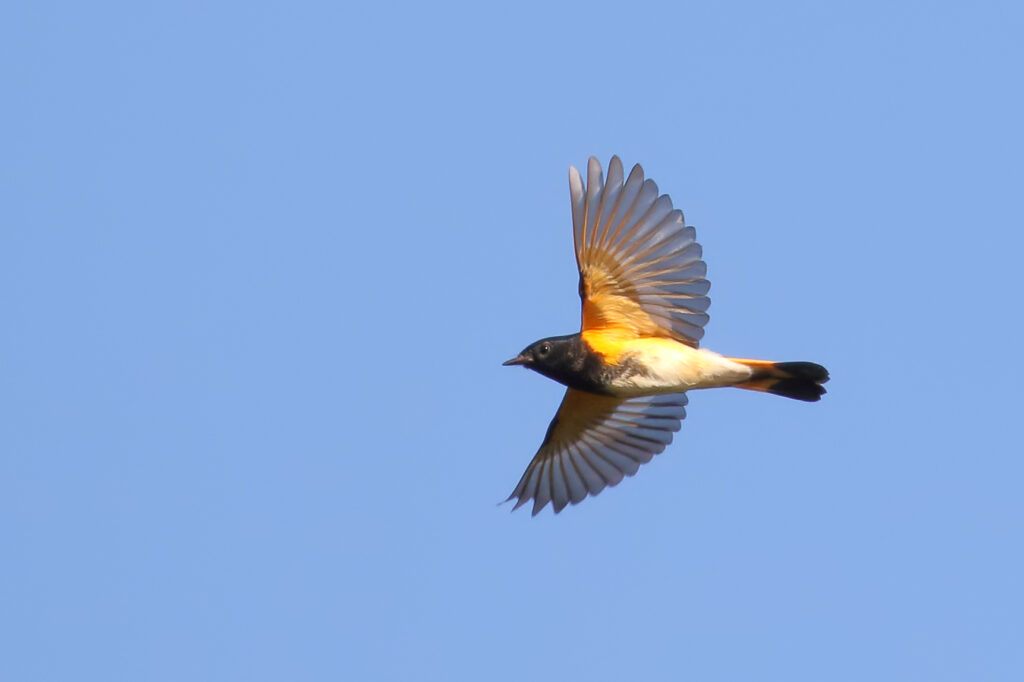 American Redstart in morning flight. Photo: Steve Kolbe.